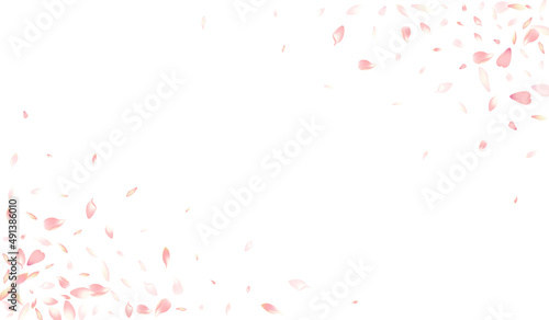 Pink Cherry Petal Vector White Background. Color