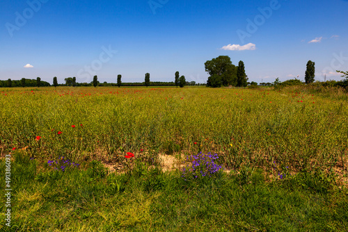 Wild Flower Poppy Field