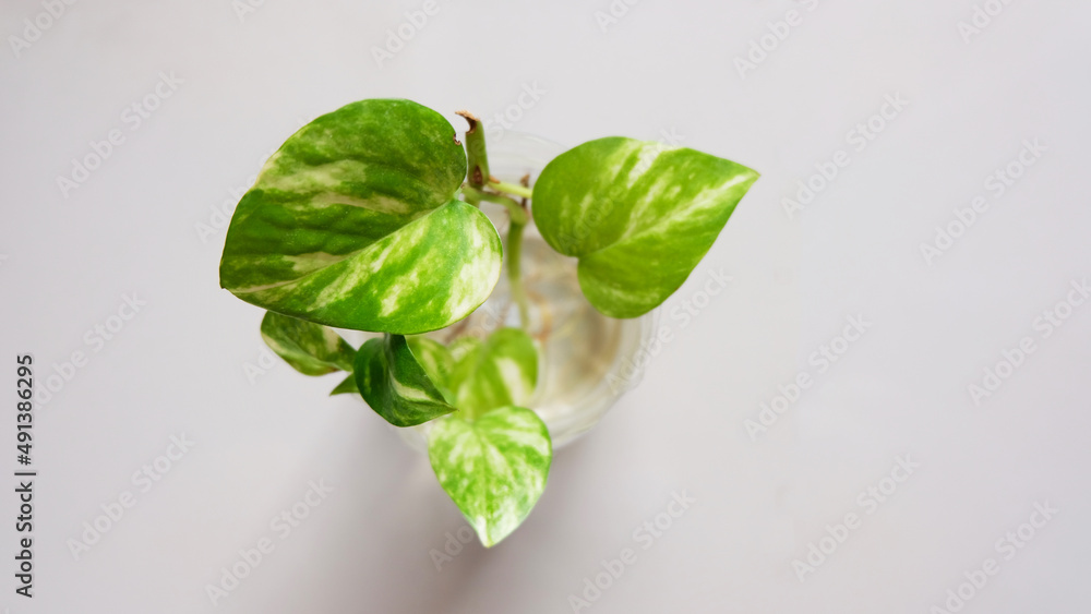Fototapeta premium Top view of tropical 'Epipremnum Aureum Manjula' pothos houseplant on white background. Leaf is a popular and visually striking houseplant