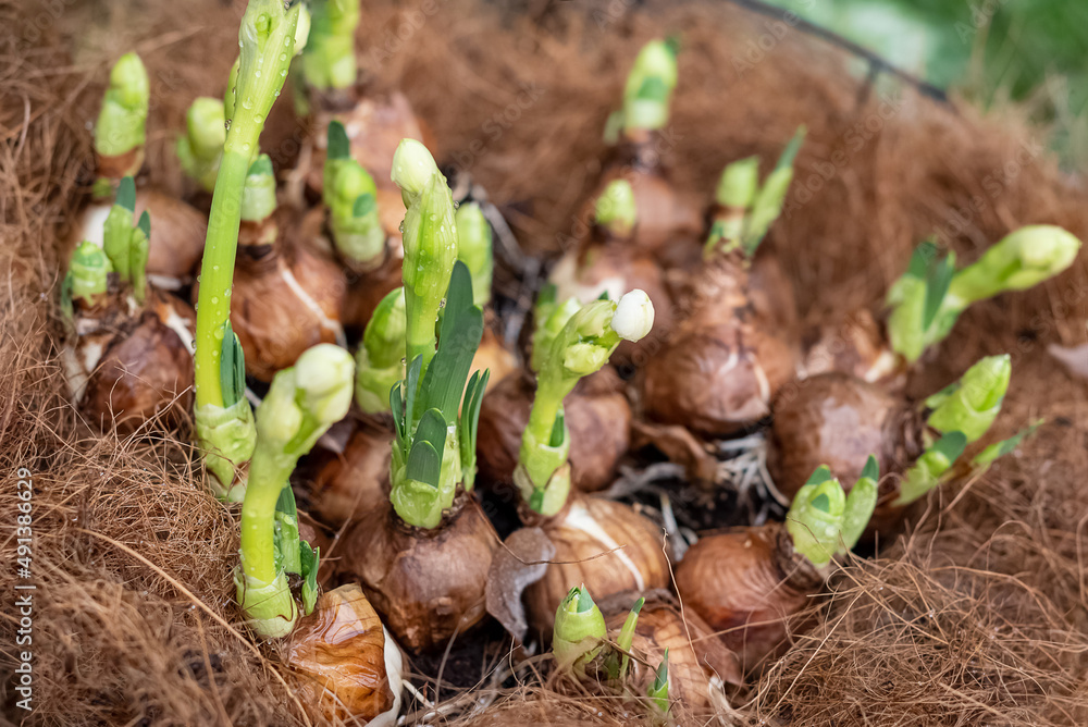 Delicate flowers sprout from bulbs in flower pot in spring, home gardening and horiculture Delicate flowers sprout from bulbs in flower pot in spring, home gardening and horiculture