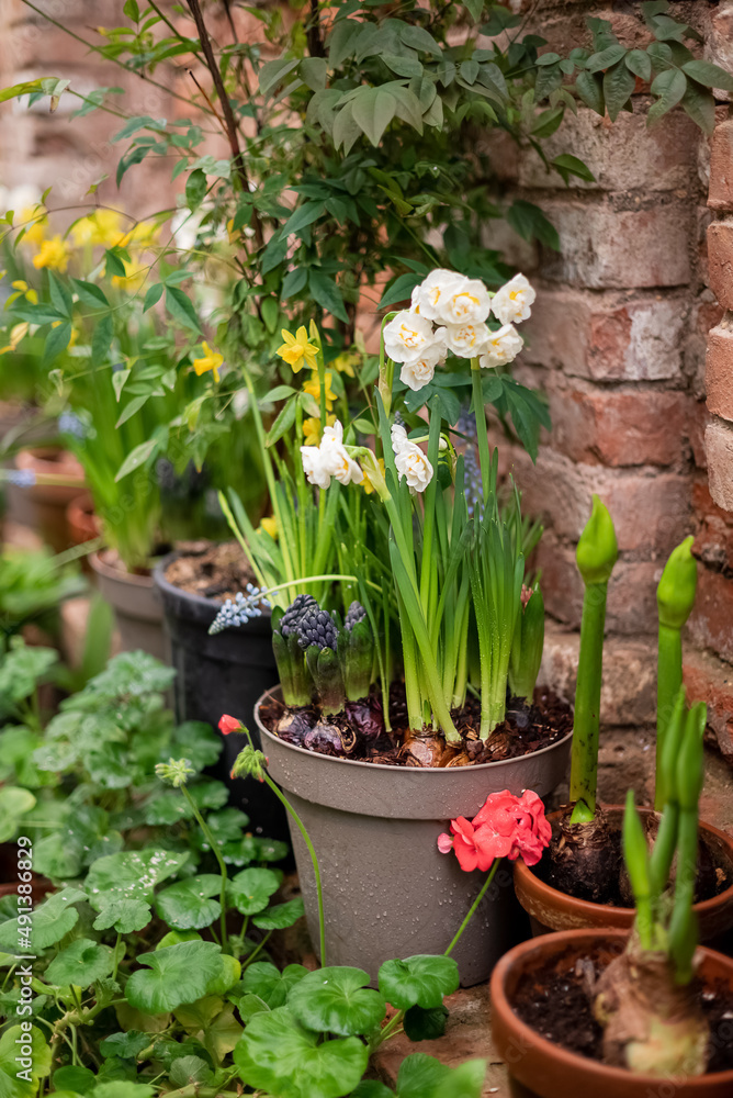 Blooming bulb flowers growing in ceramic flowerpots in home garden patio