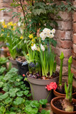 Blooming bulb flowers growing in ceramic flowerpots in home garden patio