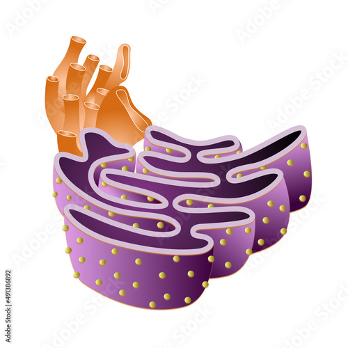 Endoplasmic reticulum cell organelle diagram photo