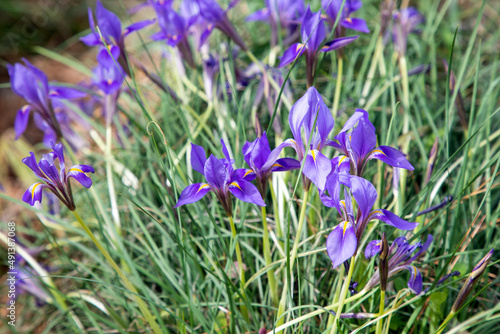 Tender  wild iris  Iris unguicularis ssp. carica  with blue flowers growing in natural habitat close-up on a sunny  spring day