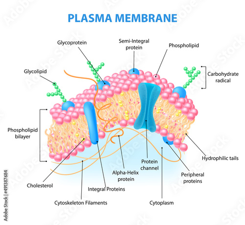 Cell Membrane Anatomy