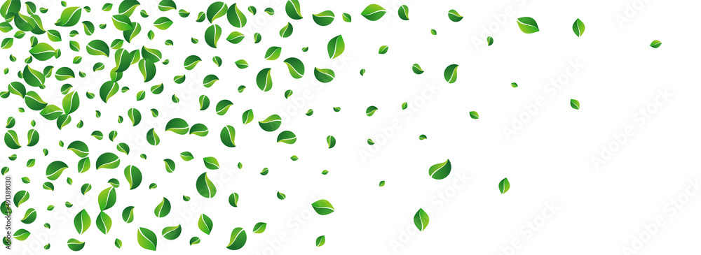 Olive Greens Transparent Vector Panoramic White Olive Greens Transparent Vector Panoramic White