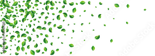Olive Greens Transparent Vector Panoramic White
