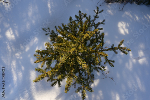 snow covered trees, the growth of a Christmas tree in the snow and sunlight
