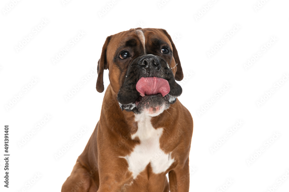 sweet boxer dog licking his nose, looking away