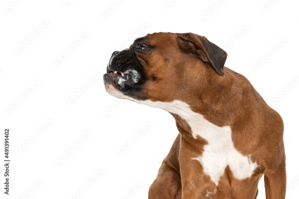 furious dog barking at someone is very aggressive