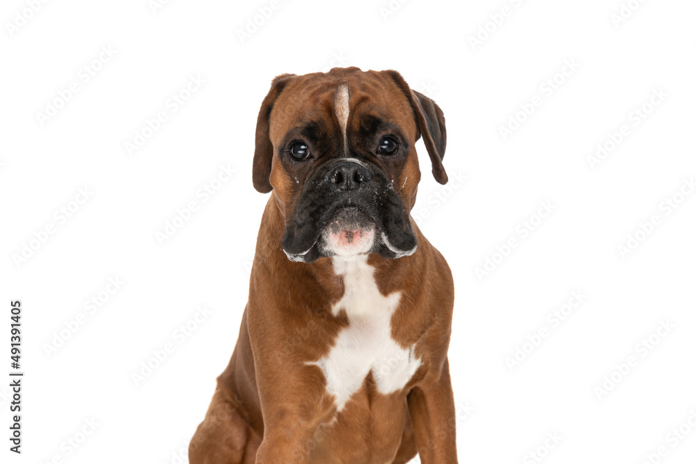boxer dog having a grumpy look on his face