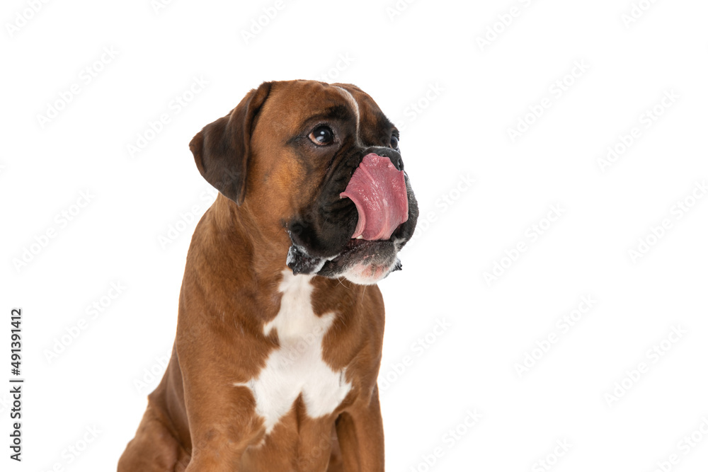 dog waiting for his food and licking his mouth
