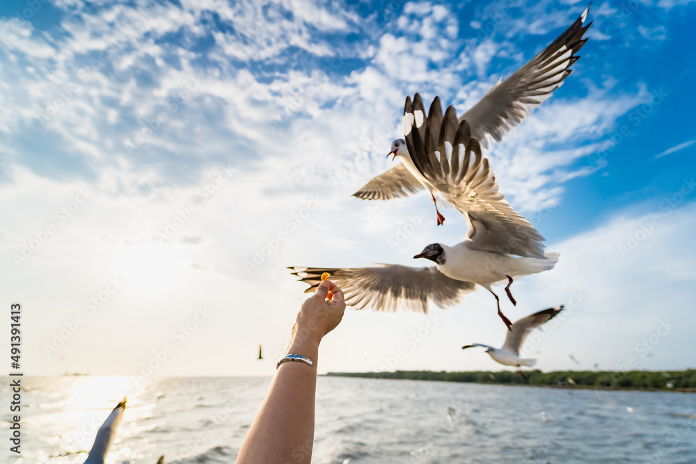 Naklejka premium Seagull eating food in the sky from human hand at Samut Prakan, Thailand.