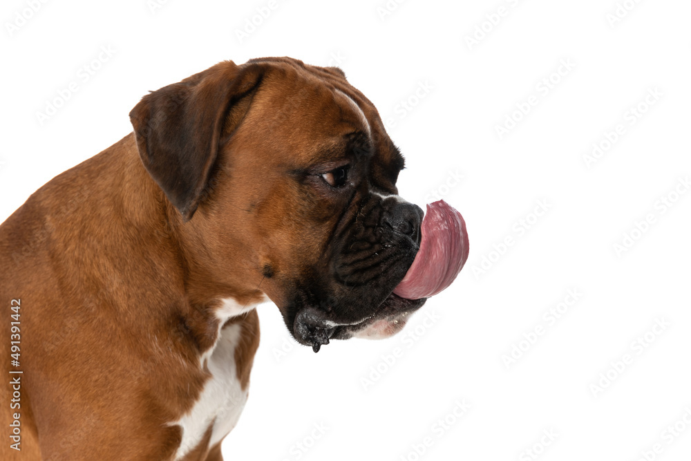 grumpy boxer dog looking to side and licking his mouth