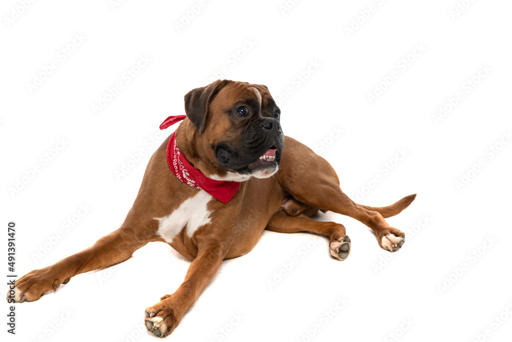 big boxer dog being curious about something big boxer dog being curious about something