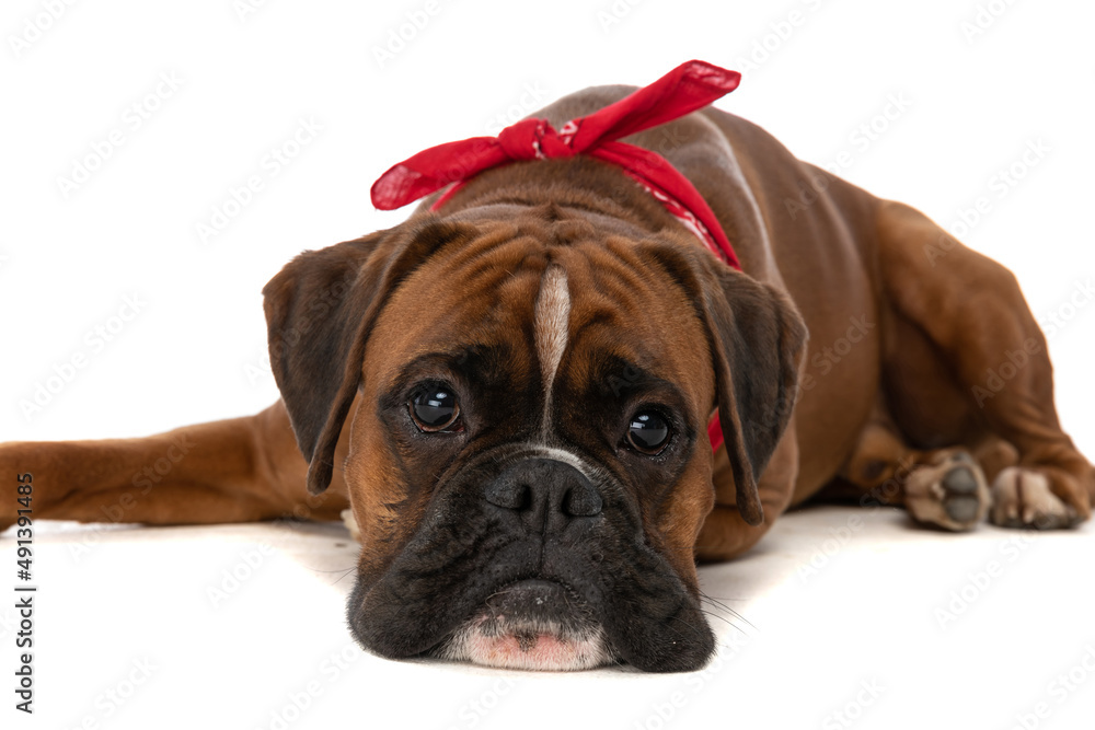 boxer dog feeling grumpy, laying down his head boxer dog feeling grumpy, laying down his head