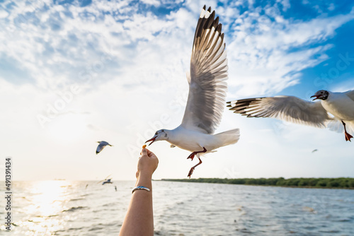 Seagull eating food in the sky from human hand at Samut Prakan, Thailand. © bubbers