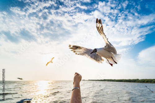 Seagull eating food in the sky from human hand at Samut Prakan, Thailand. © bubbers