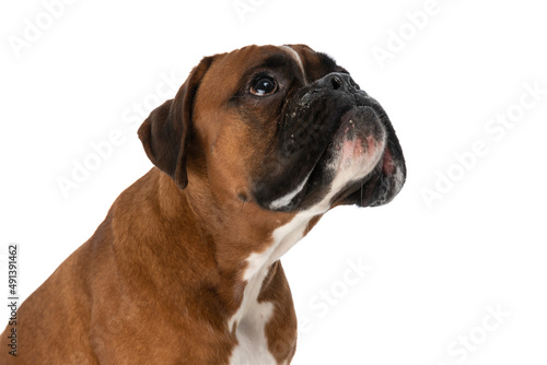 cute boxer dog looking above him with a humble look