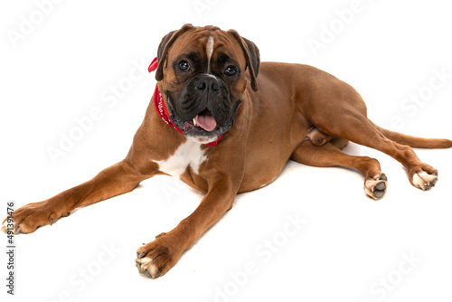 cute boxer dog laying down and panting  feeling happy