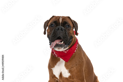 boxer dog wearing a red bandana and sticking out tongue