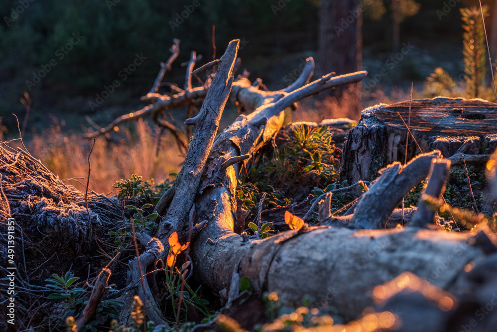 branch  in forest sunset