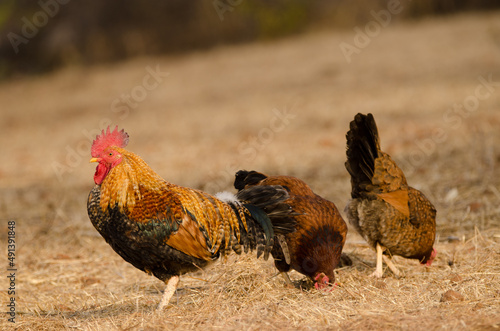 Rooster Gallus domesticus and hens to the right. Las Tricias. Garafia. La Palma. Canary Islands. Spain. photo