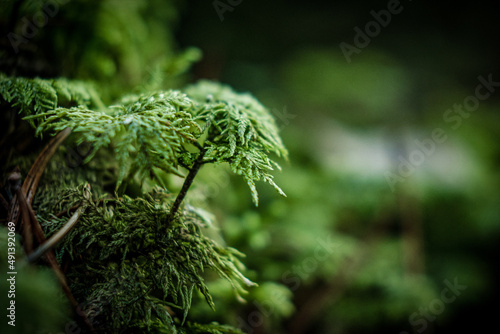 green moss macro closeup  in forest