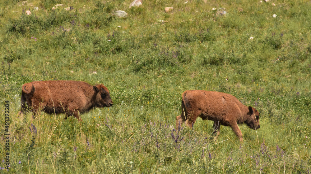 Pair of Bison Calves in a Big Field Pair of Bison Calves in a Big Field