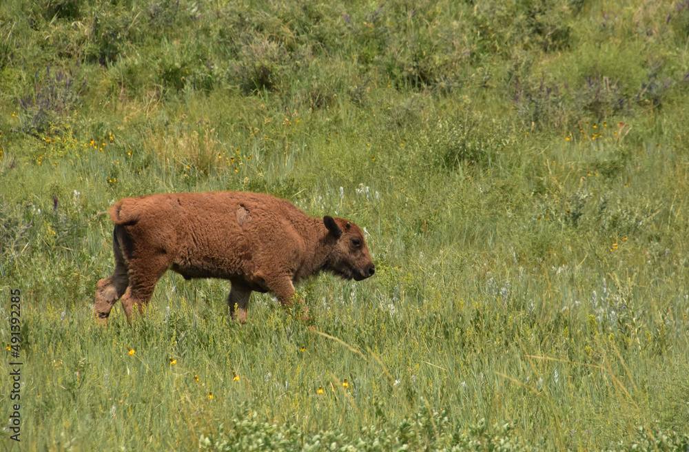 Small Bison Calf Moving Through a Field