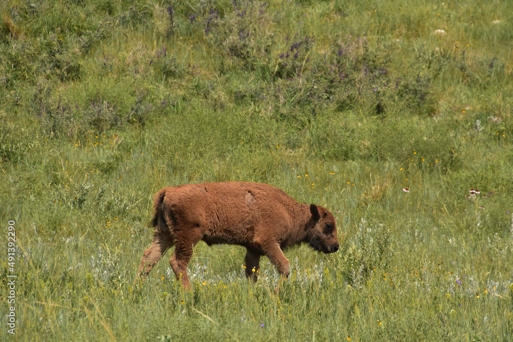 Fototapeta premium American Bison Calf Moseying Along in a Field