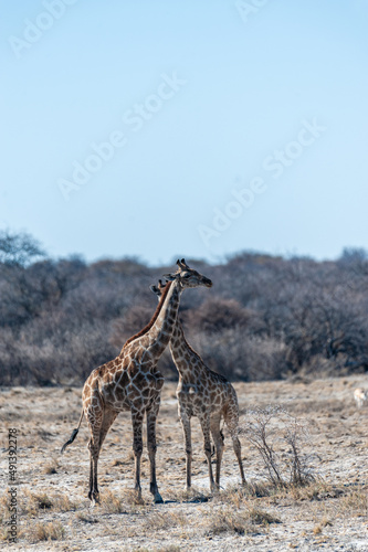 Two Angolan Giraffe - Giraffa giraffa angolensis- standing on the planes of Etosha National Park, Namibia.
