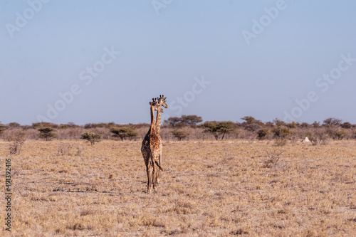 Two Angolan Giraffes walking along the plains of Etosha National Park, Namibia.