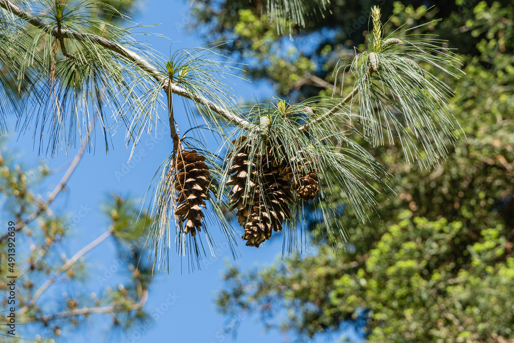Beautiful cones of Himalayan, Bhutanese, Wallich pine on blurred background of long needles and blue sky. Selective focus. Adler Arboretum Beautiful cones of Himalayan, Bhutanese, Wallich pine on blurred background of long needles and blue sky. Selective focus. Adler Arboretum