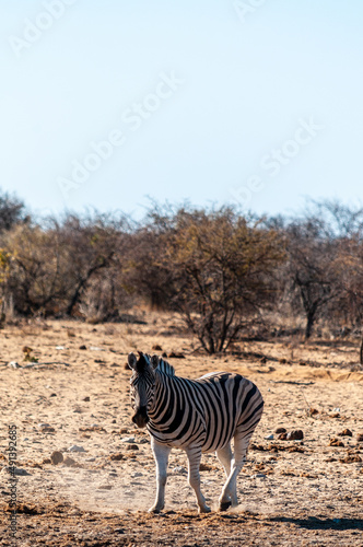 One Burchell s Plains zebra -Equus quagga burchelli- walking on the plains of Etosha National Park  Namibia.