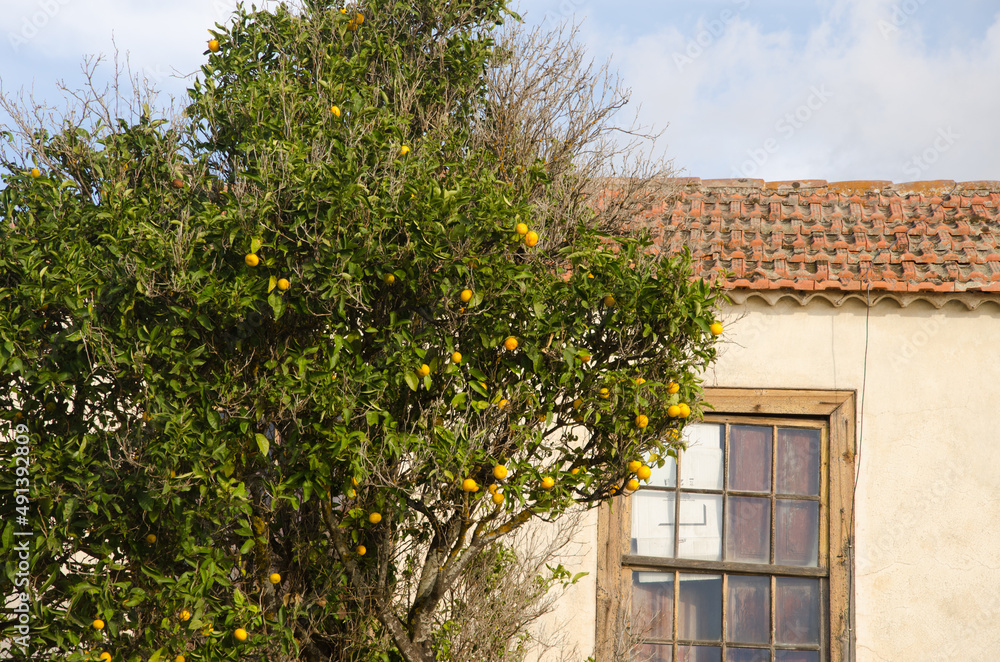 Sweet orange Citrus sinensis nex to a house. Las Tricias. Garafia. La Palma. Canary Islands. Spain.