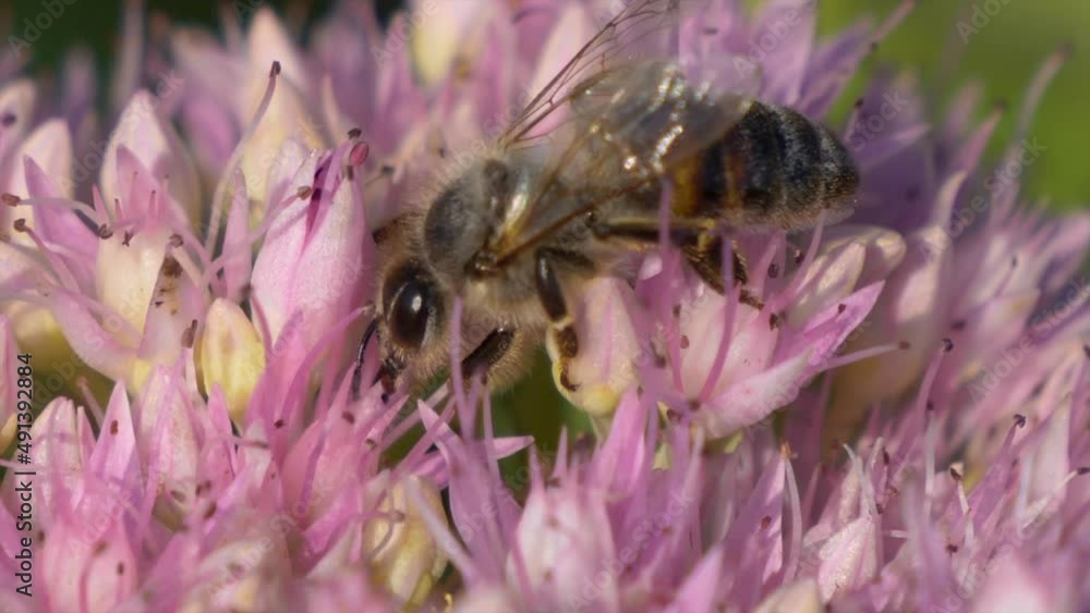 Pretty honeybee in pink flower looking for nectar during pollination process - macro close up Pretty honeybee in pink flower looking for nectar during pollination process - macro close up