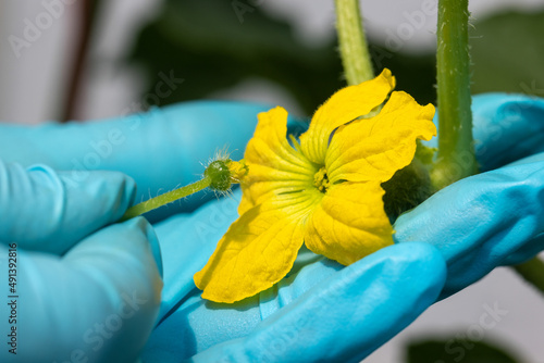 Photo Hand pollination is the manual transfer of pollen a male flower to a the pistil female flower