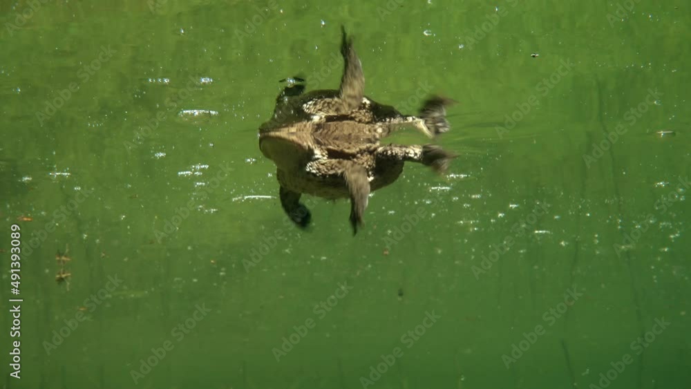 Common toad (Bufo bufo) is swimming near the surface of clear-watered lake. Common toad (Bufo bufo) is swimming near the surface of clear-watered lake.