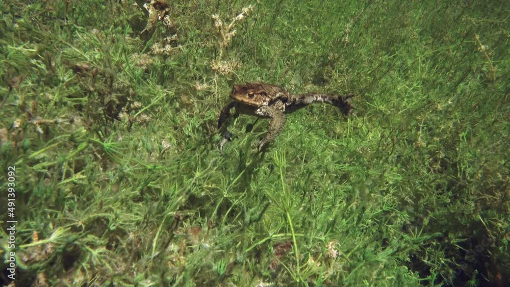 Common toad (Bufo bufo) swimming underwater. Common toad (Bufo bufo) swimming underwater.