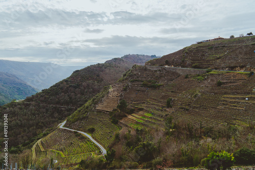 Viñedos de viticultura heroica en el Cañón del Sil - Lugo - Galicia photo