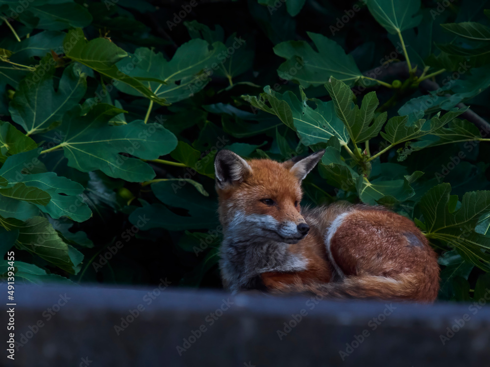 Naklejka premium A red fox on a Camden rooftop in Autumn - its rest broken to wariness by a nearby noise - against a background of green leaves.