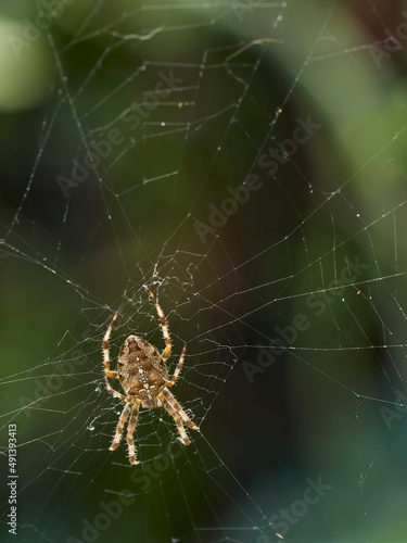 A garden spider suspended on its near invisible web, against a background of defocused bushes and green leaves.