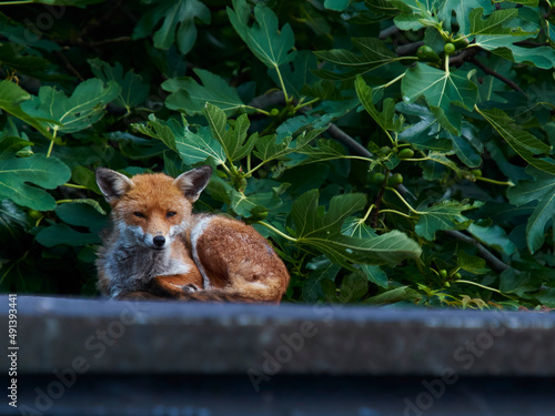 A red fox resting on a Camden rooftop in Autumn, against a background of green leaves. It gazes at the photographer with a wary curiosity.