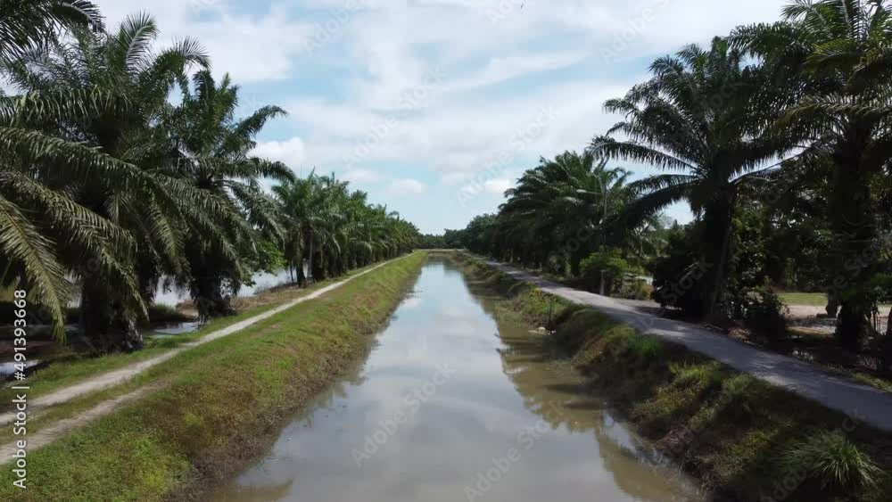 Move forward the small river of oil palm tree grow in both side. Move forward the small river of oil palm tree grow in both side.