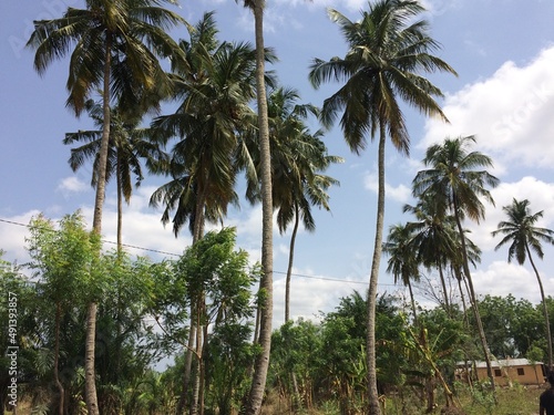 Palmiers Afrique de l Ouest