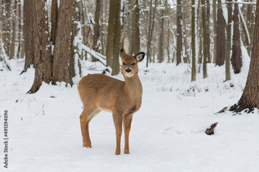 The White-tailed deer in the snowy forest The White-tailed deer in the snowy forest