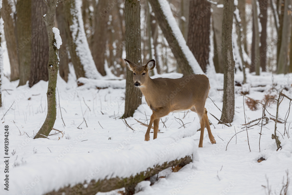 The White-tailed deer in the snowy forest The White-tailed deer in the snowy forest