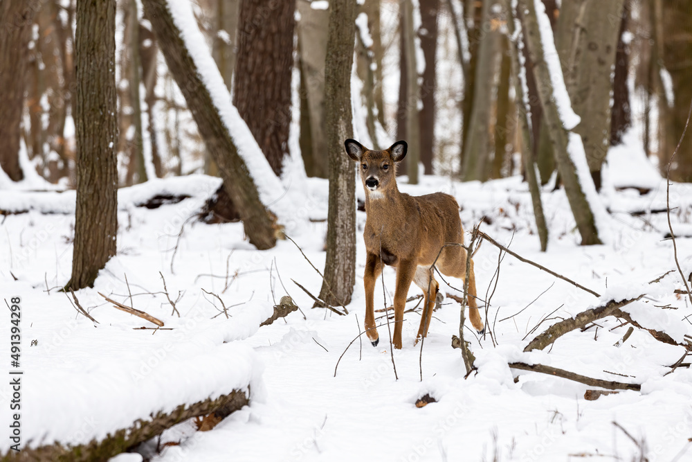 The White-tailed deer in the snowy forest The White-tailed deer in the snowy forest