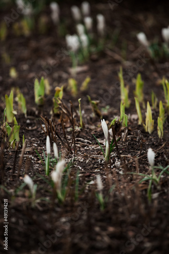 early spring  crocuses just emerging from the ground